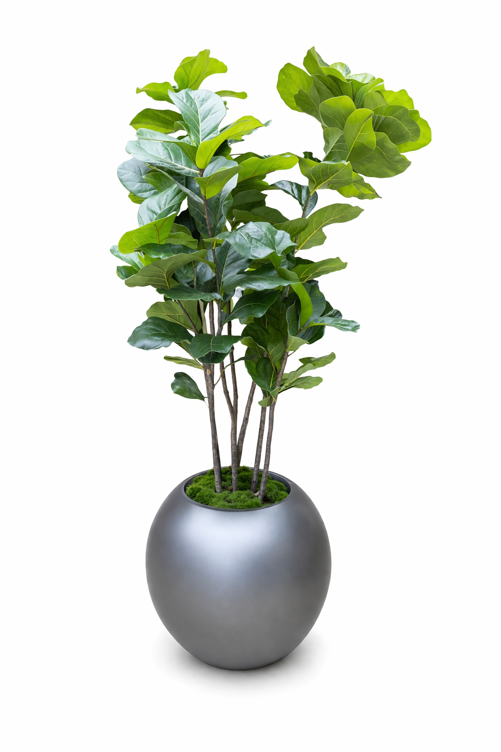 Artificial Fiddle Leaf Fig