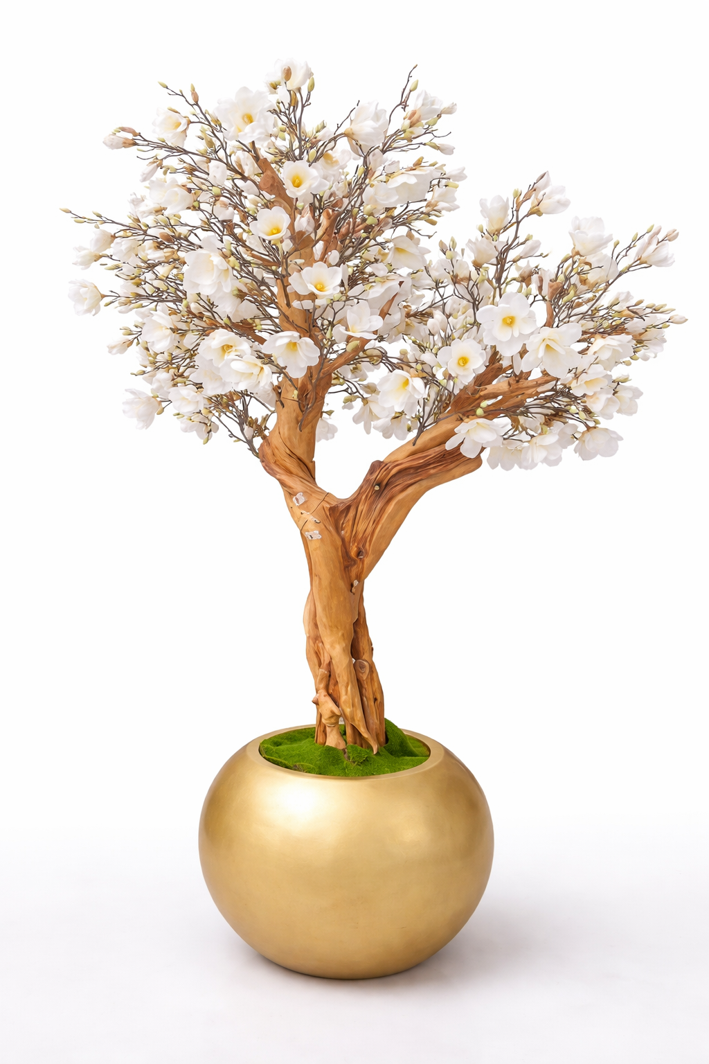 White Magnolia Tree in Glossy White Globe Planter