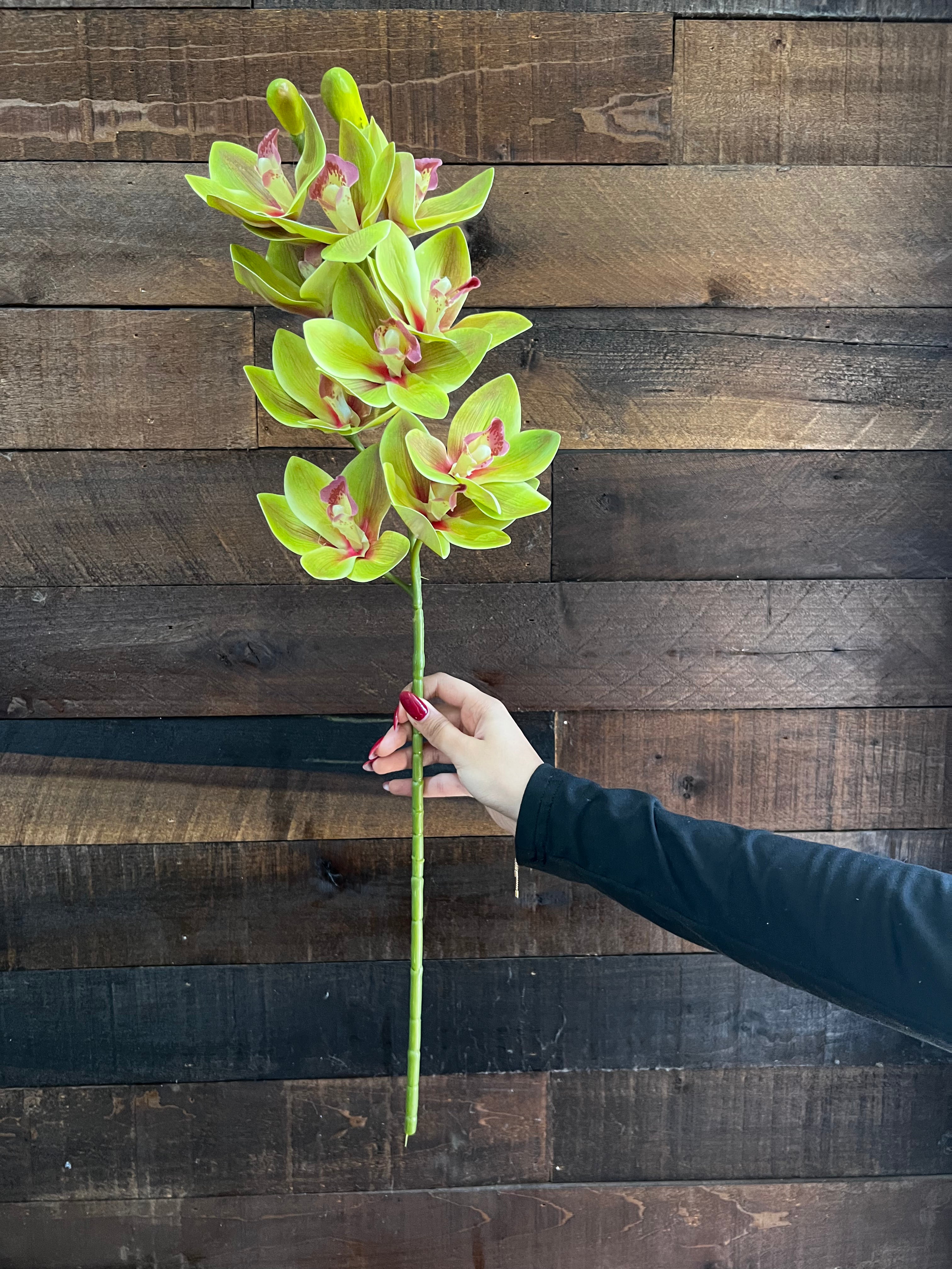 Real Touch - Cymbidium Orchid - Green