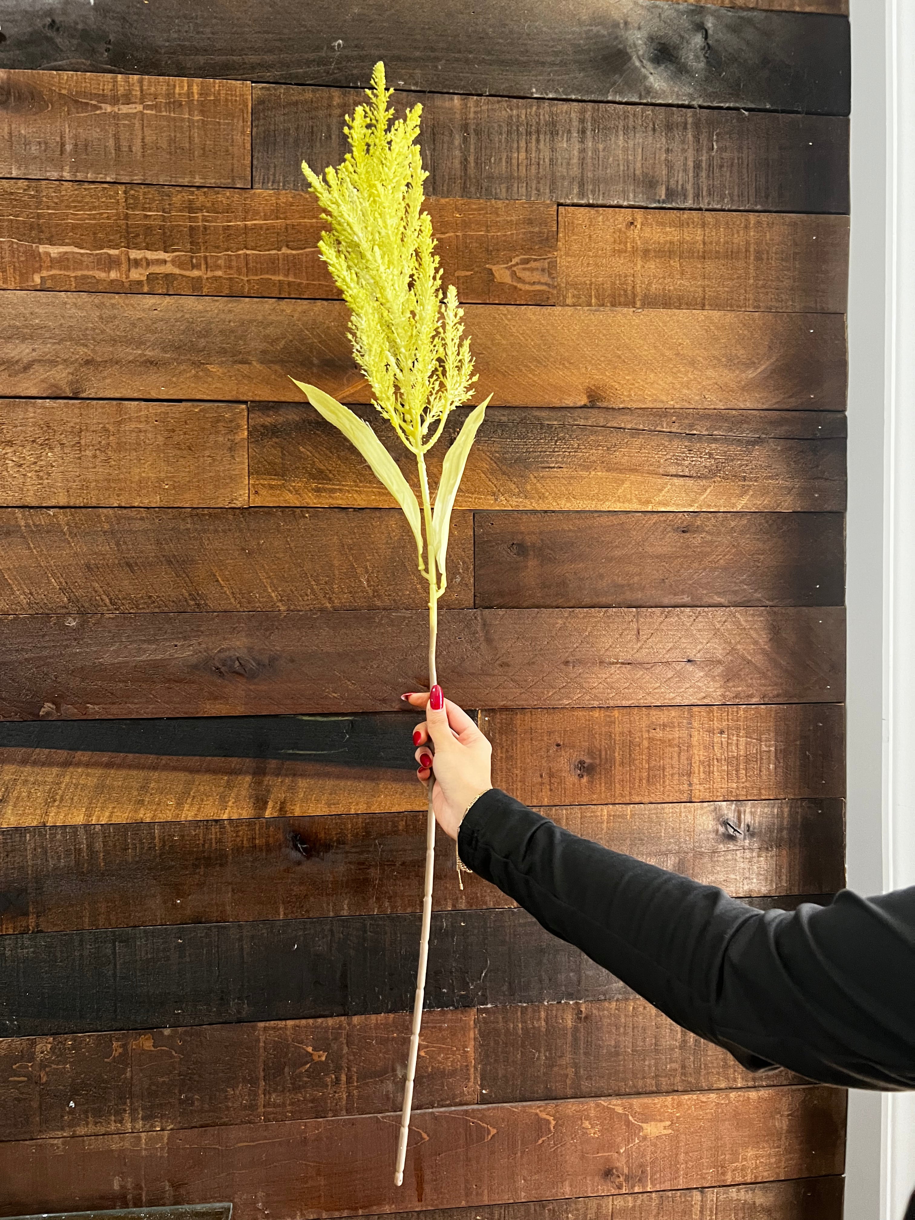 Dried Astilbe (Large Plume) - Sage