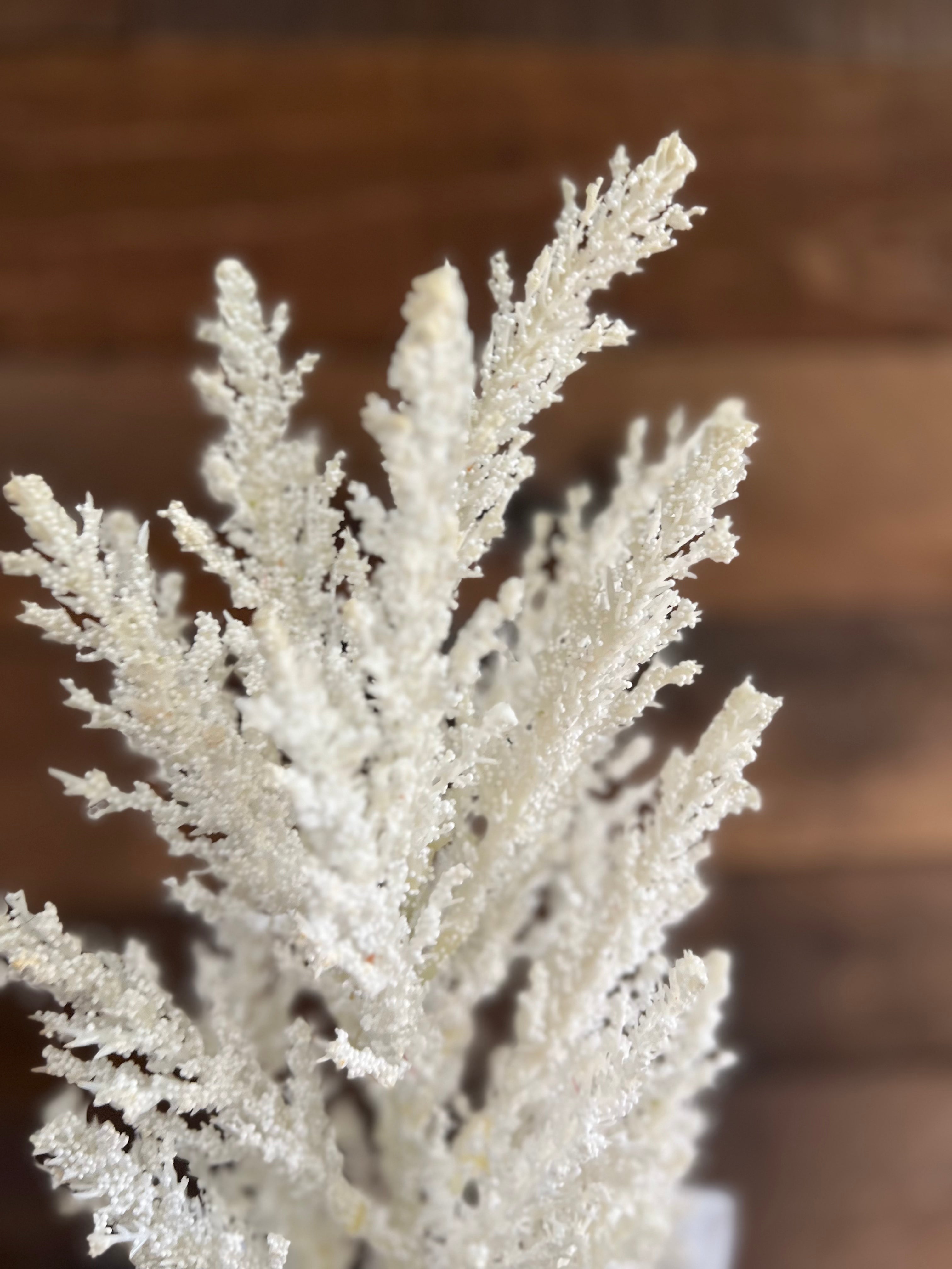 Dried Astilbe (Large Plume) - White