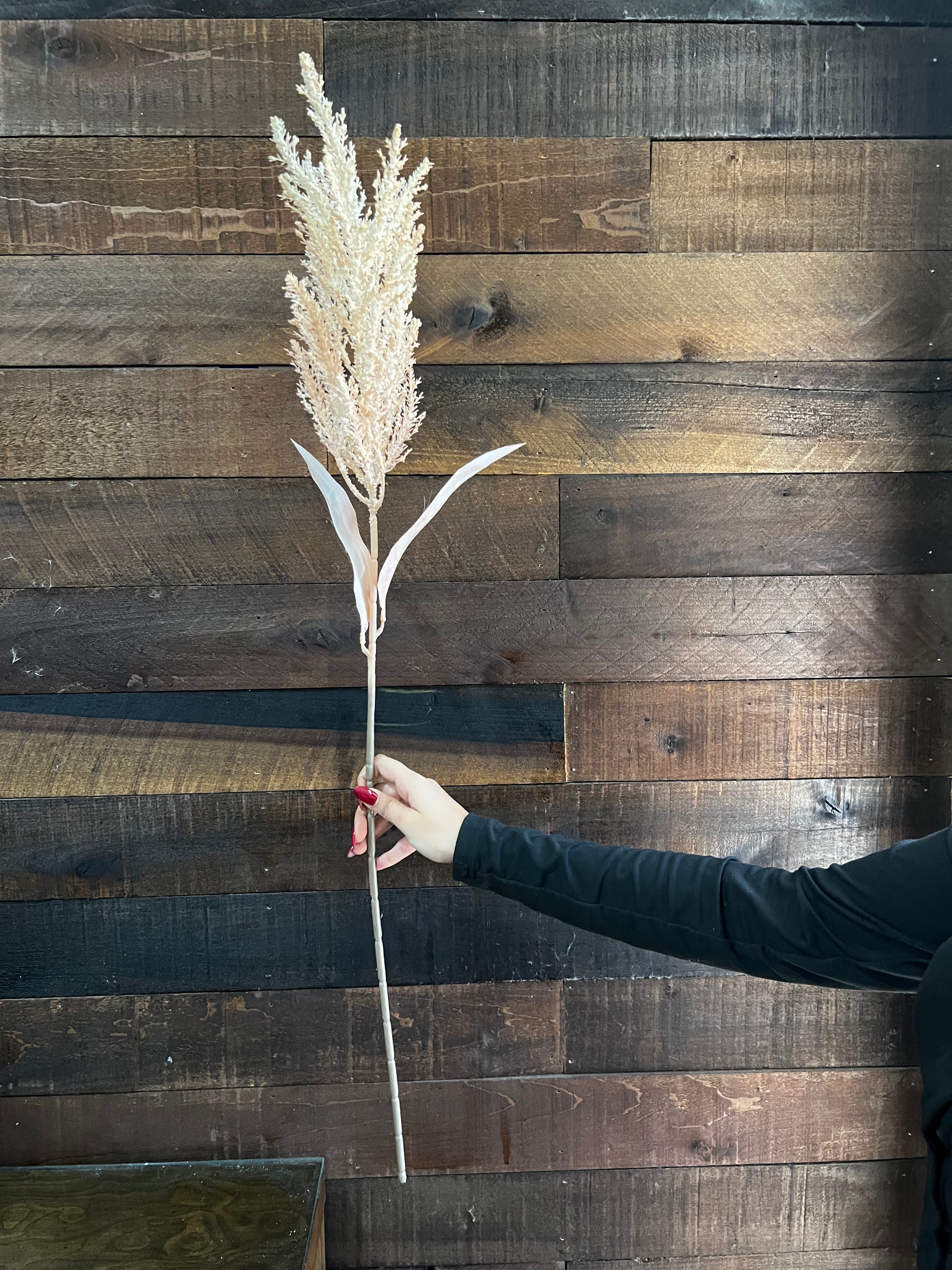 Dried Astilbe (Large Plume) - Beige