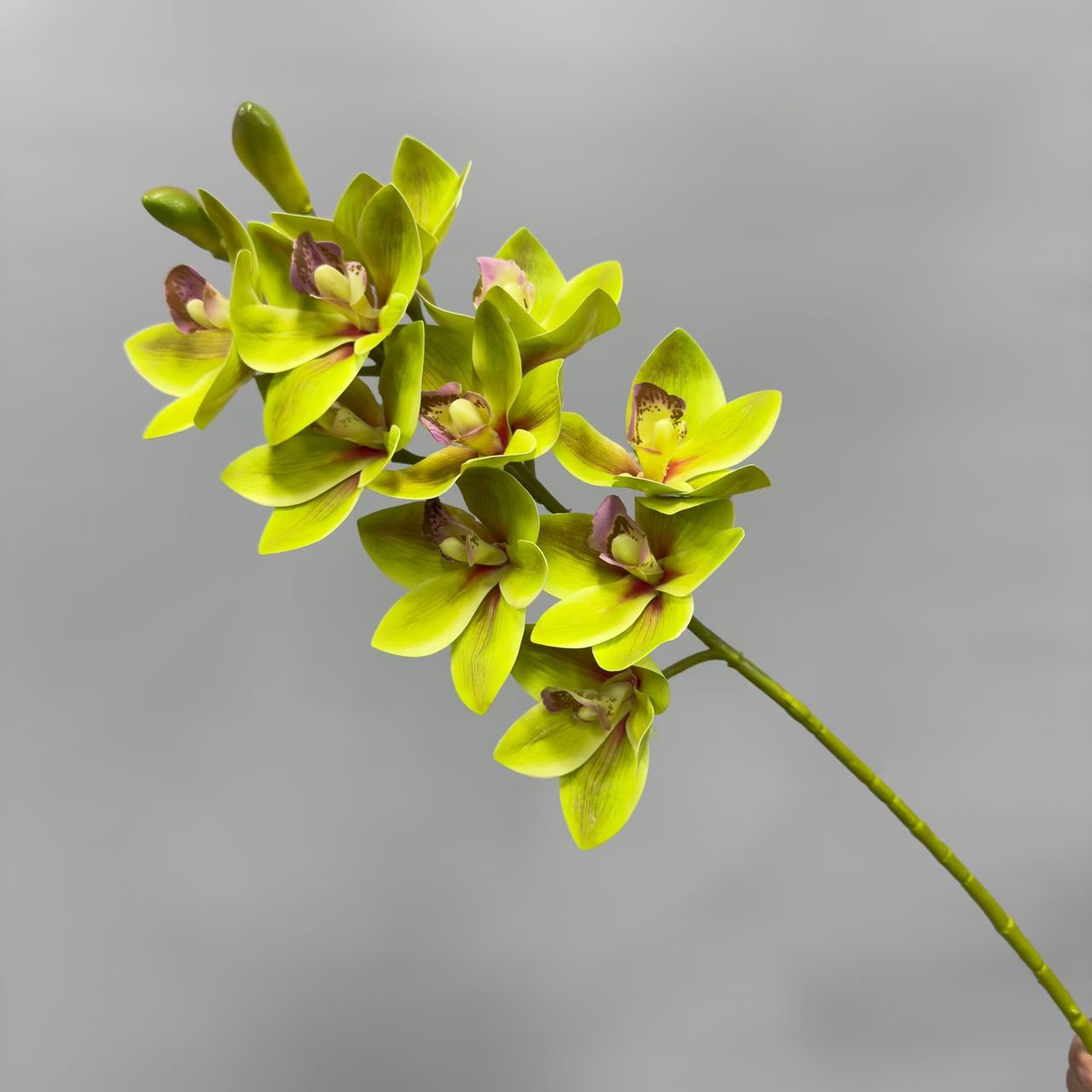 Real Touch - Cymbidium Orchid - Green