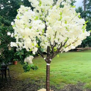 Cherry Tree - 5 feet