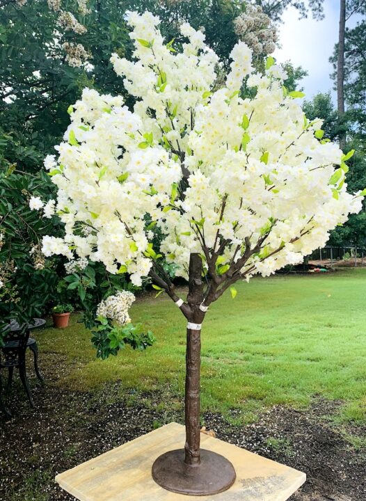 Cherry Tree - 5 feet