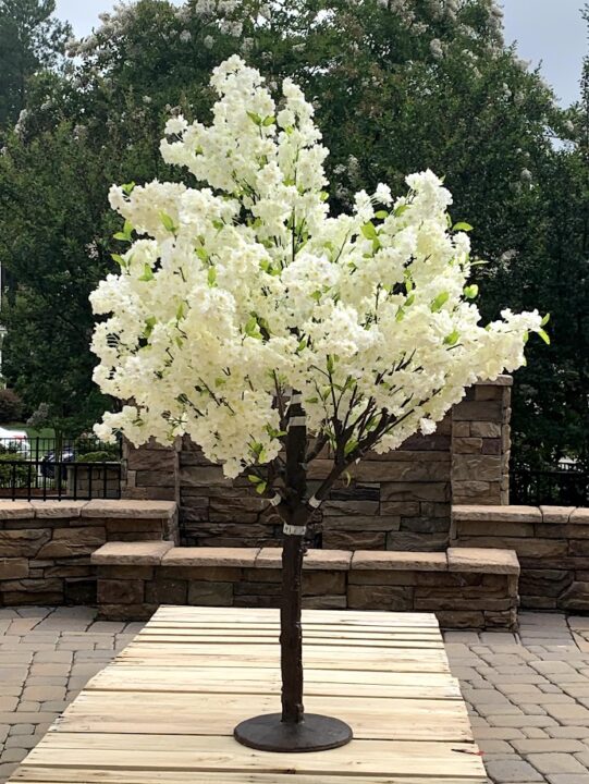 Cherry Tree - 5 feet - Image 2